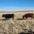 27 Short-Term Cows for Sale--Southern Johnson County, WY 2 thumbnail