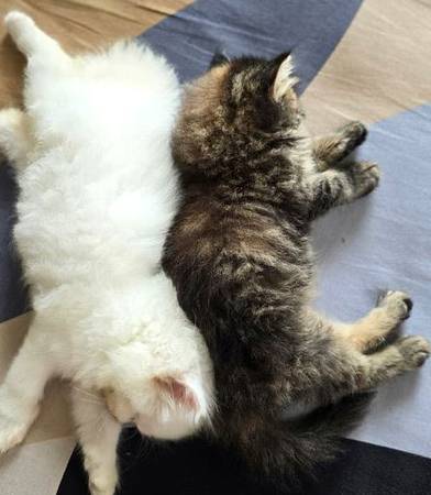 Gorgeous Persian Kittens (702-8eight5-0582)63897334106243120