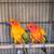 Adult Sun Conure Pair 1 thumbnail