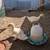 Ducks 2 thumbnail