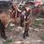 Caballo 1 thumbnail