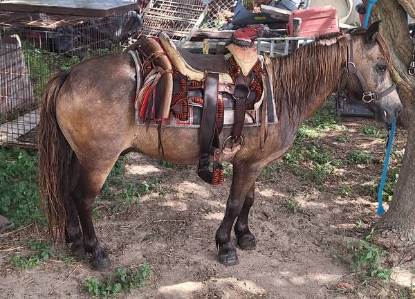 Caballo 1