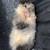 Guinea pig 1 thumbnail