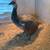 Peachicks 2 thumbnail