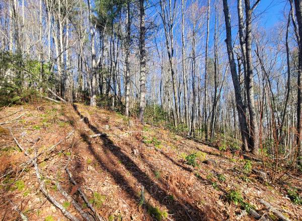 $88,000 Gorgeous lot on the mountain - Digging Seng Trail (Waynesville)64029206817793123