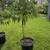 O'Henry Palisade Peach Tree 1 thumbnail