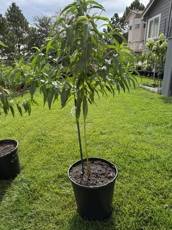 O'Henry Palisade Peach Tree 1