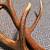 Beautiful European red deer antlers 3 thumbnail