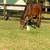 Gaited saddle horse 2 thumbnail