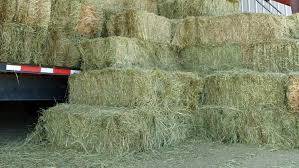 First Cutting Timothy Hay for Sale 1