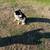 Border collie 2 thumbnail