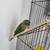 A conure parrot is ready to go 4 thumbnail