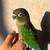 Baby Green Cheek Conure 1 thumbnail