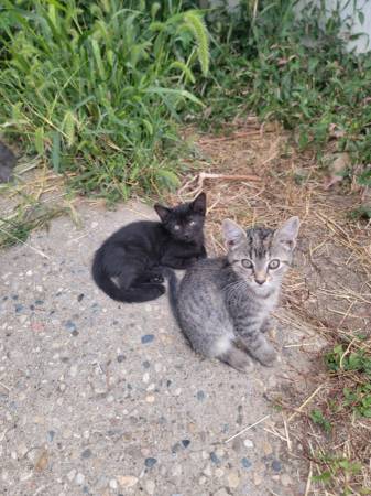 Pair of kittens 1