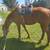 Sport Horse Gelding 3 thumbnail