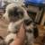 Mini Aussie 13 thumbnail