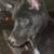 German Shepherd female 1 thumbnail