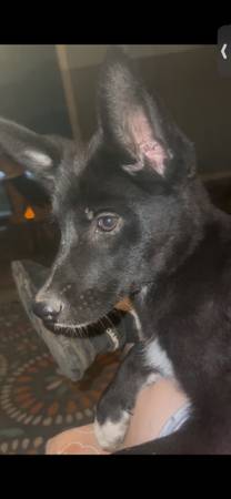 German Shepherd female 1