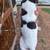 German Shorthair Pointer Puppies 12 thumbnail