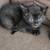 Kittens Available 1 thumbnail