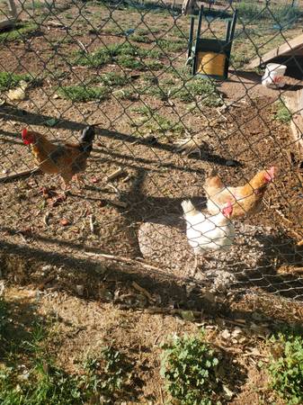 3 Chickens 1