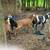 Goats Sheep Lamb 9 thumbnail
