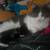 Free cat 2 thumbnail