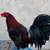Gamefowl/Gallos 1 thumbnail