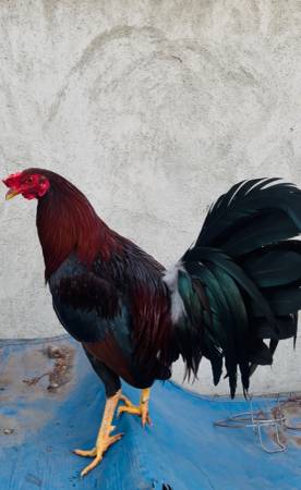 Gamefowl/Gallos 1