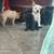 Rehoming puppies 9 thumbnail
