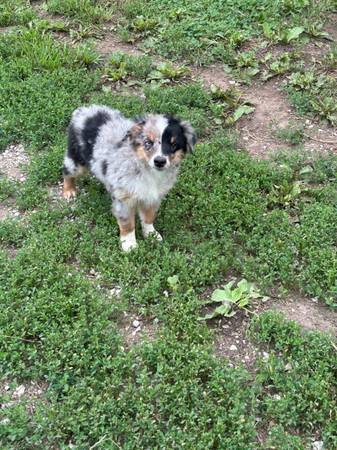Mixed Aussie 1