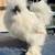 Gallos de Seda (Silkie) 4 thumbnail