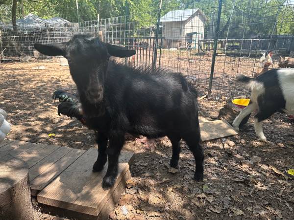 Goats (Belton)63839344453889124