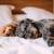Versatile 1Bed/1Bath+Den - Join Waitlist Today! 8 thumbnail