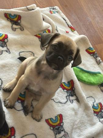 Pug puppies (Canyon Country)63877736624259123