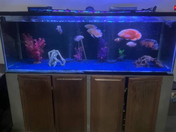 Fish tank - $200 (San Jacinto)63471082268547121