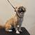 Shihtzu boy 2 thumbnail