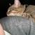 Cat available for free adoption Free to a good home 14 thumbnail