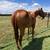 2yr old ‘One Famous Eagle’ fillies 4 thumbnail