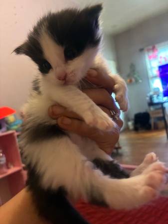 Un gatito necesita un hogar
