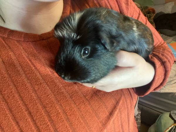Female guinea pig (Princeton)63667748525699120