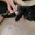6 Weeks Old Kittens (4) 4 thumbnail
