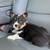 Cute cowboy corgi puppies 🤩 12 thumbnail
