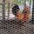 Roosters 2 thumbnail