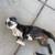 1- Boston terrier puppy 1 female purebred for rehoming 7 thumbnail