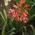 Bromeliads 1 thumbnail