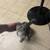Beautiful Male Kitten/Cat Grey Color (Likes being held) 8 thumbnail