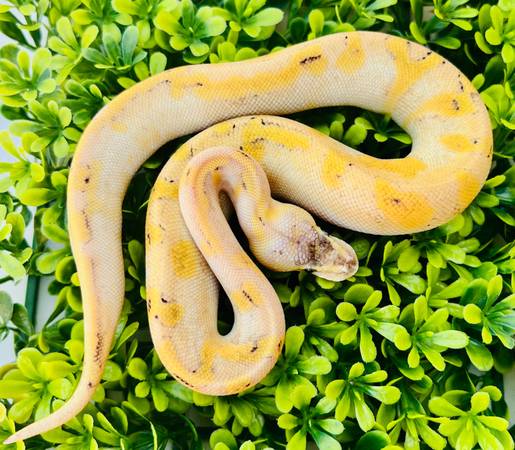 Macho Ball Python bebé Enchi Champagne Pastel (serpientes) (Flower Mound)63937540196867123