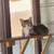 Male tabby young cat  for adoption 1 thumbnail