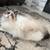 Adoreble plaiful long fluffing 1 thumbnail